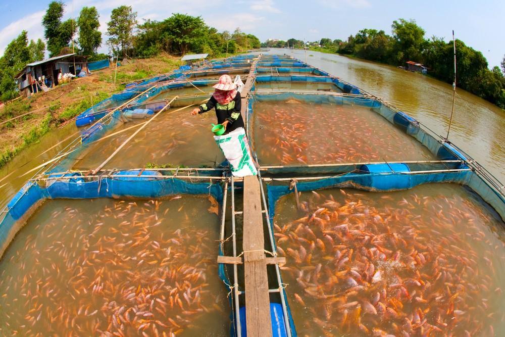 fish farm