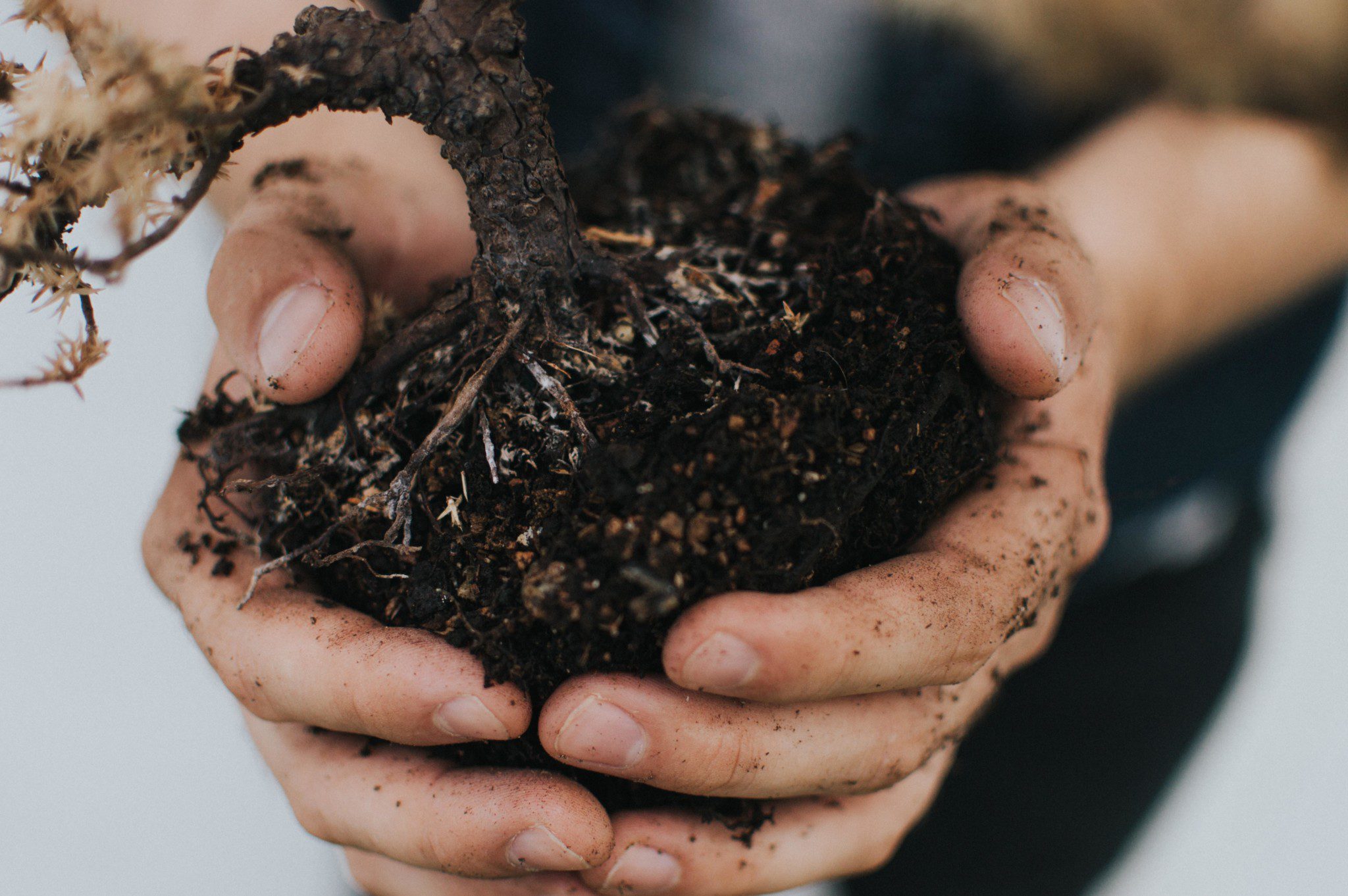 soil plant