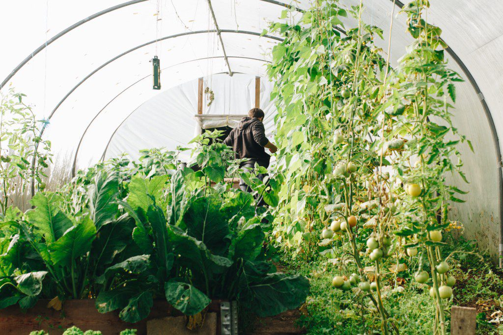 plant roots in botanical garden