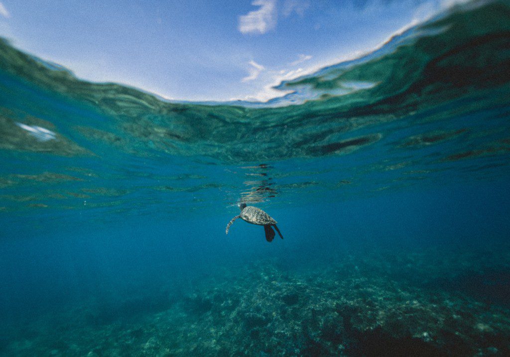 aquaculture turtle underwater