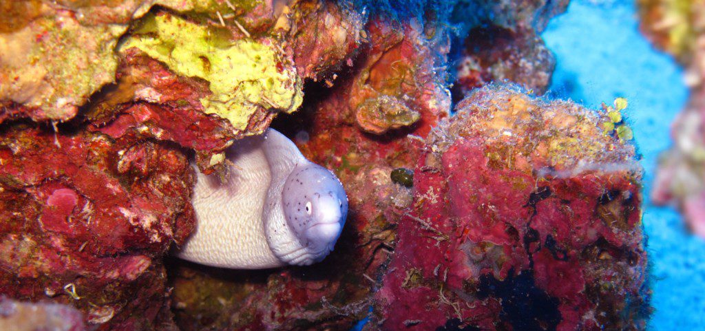 face to face with a tinny white moray eel