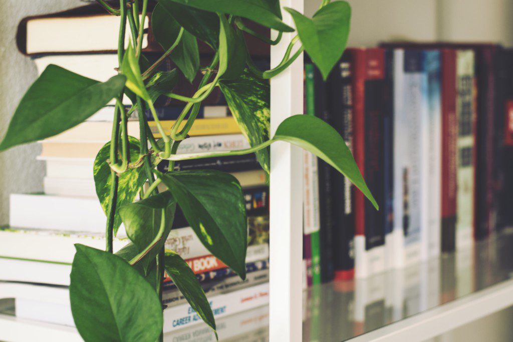 indoor house plants next to bookcase and books