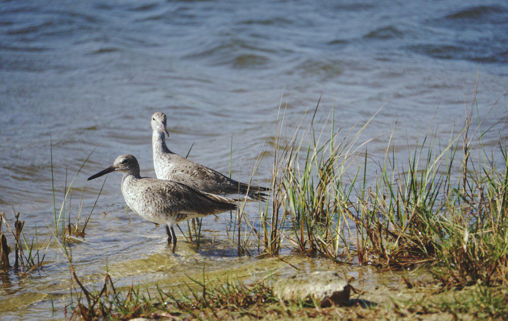two birds standing on water near grass during daytime