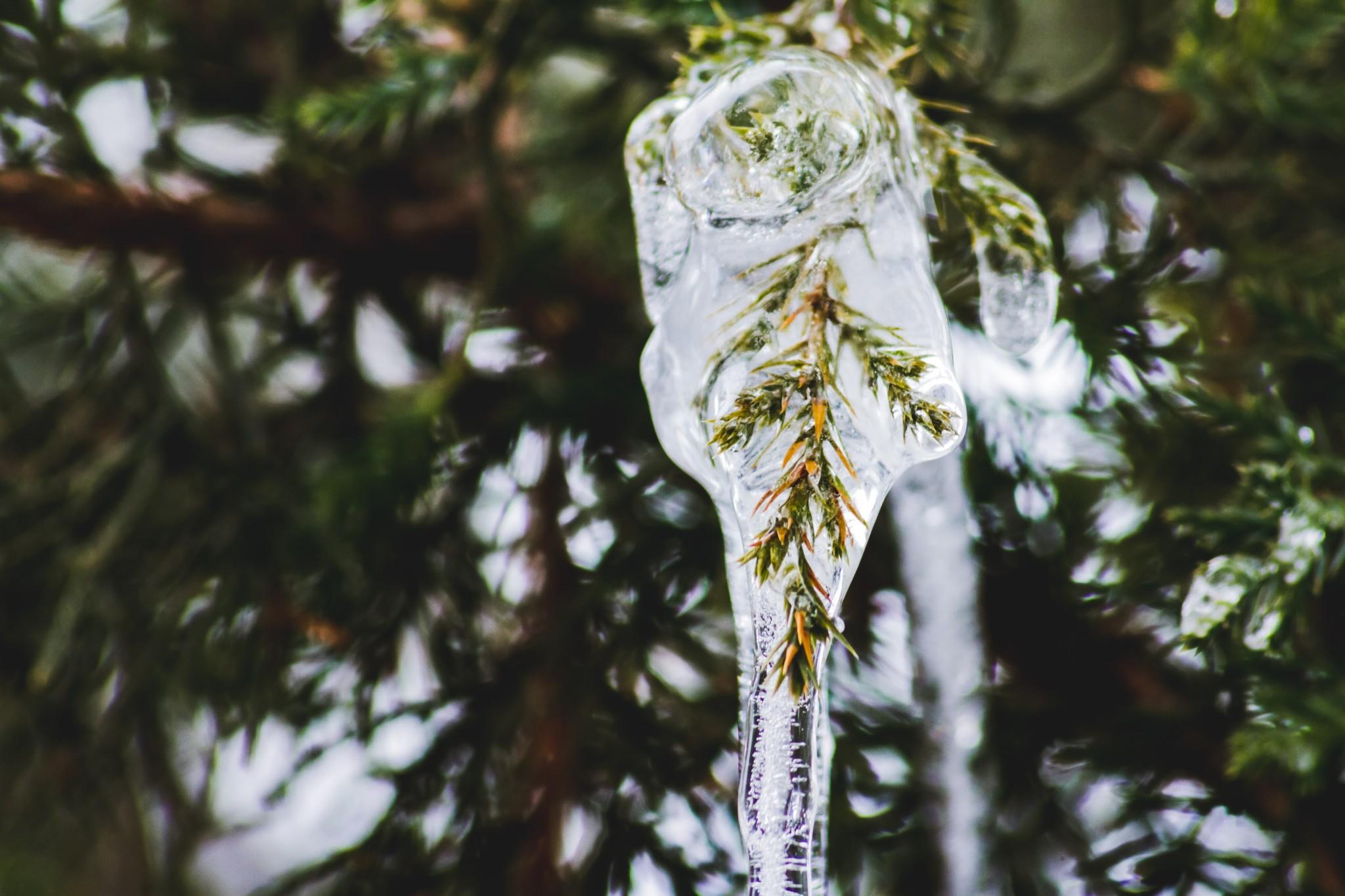 ice melt on treat leaves