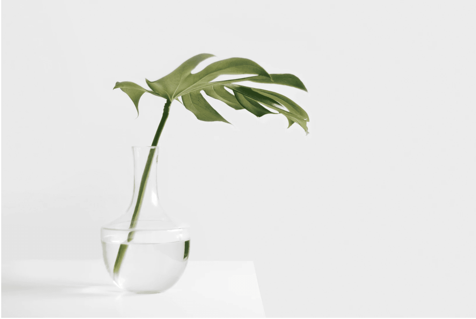 Cheese plant leaf in clear glass vase