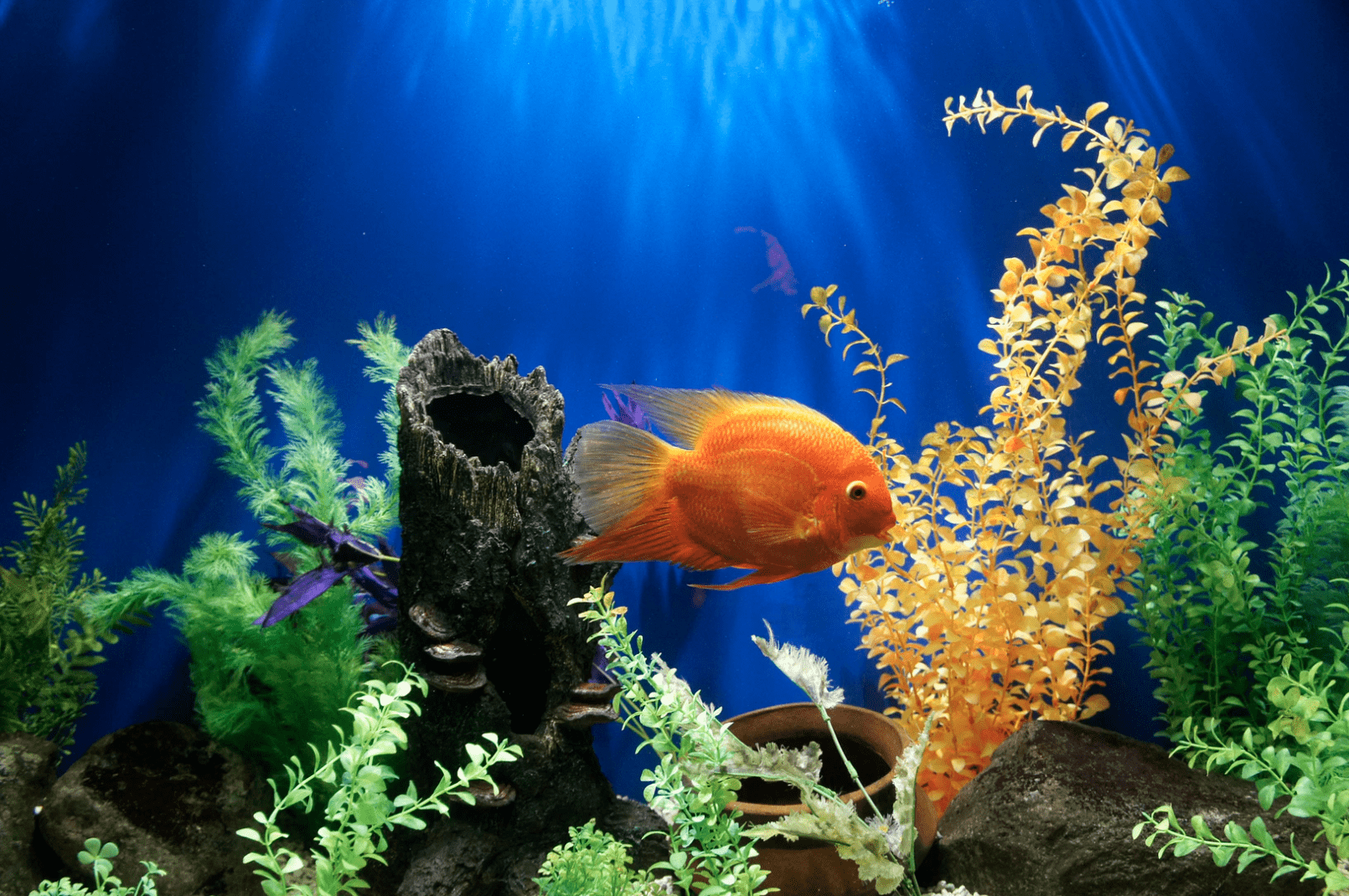 yellow fish swimming underwater with plants