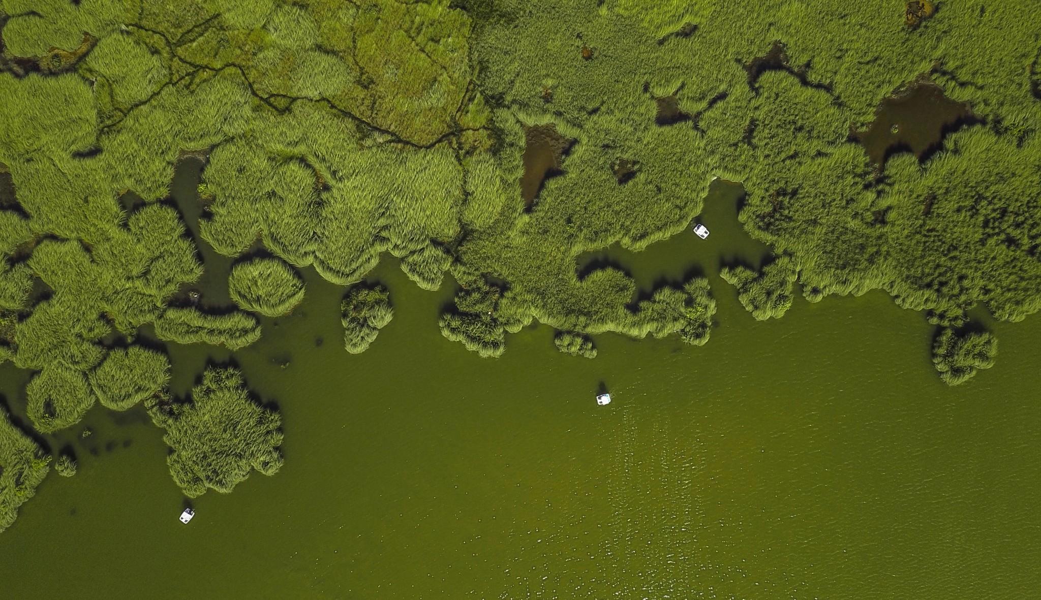 algae water green water lake