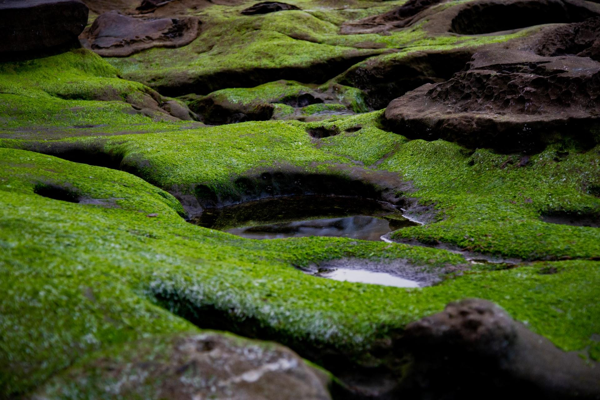 algae growth on rocks