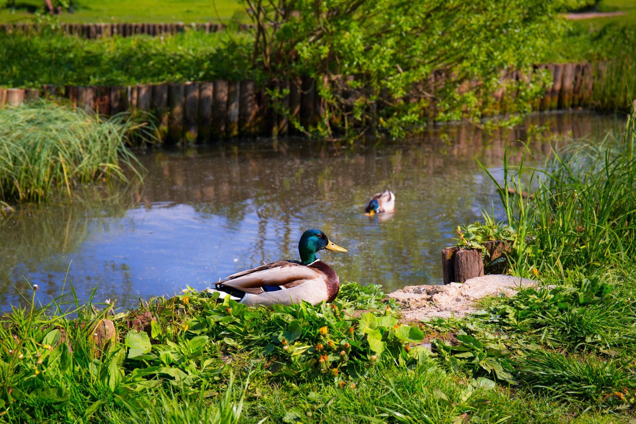 animal beak duck on pond next to grass