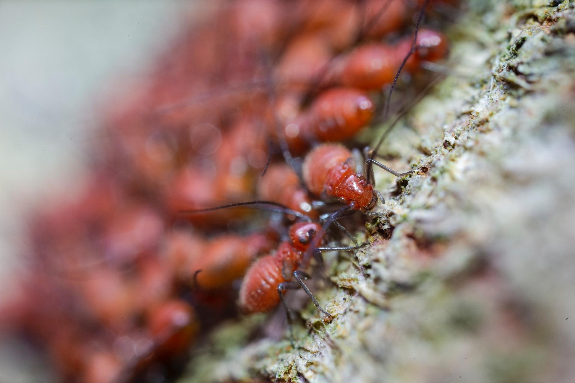 brown ants pests diseases