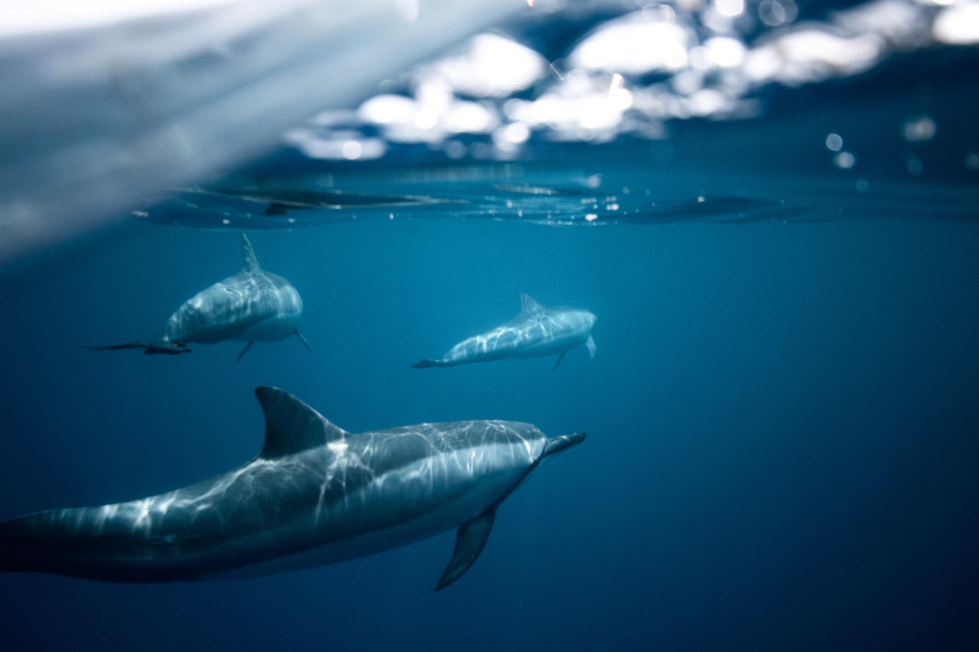 dolphins in water ocean