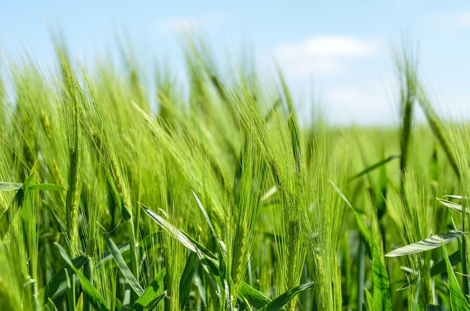 green agriculture barley