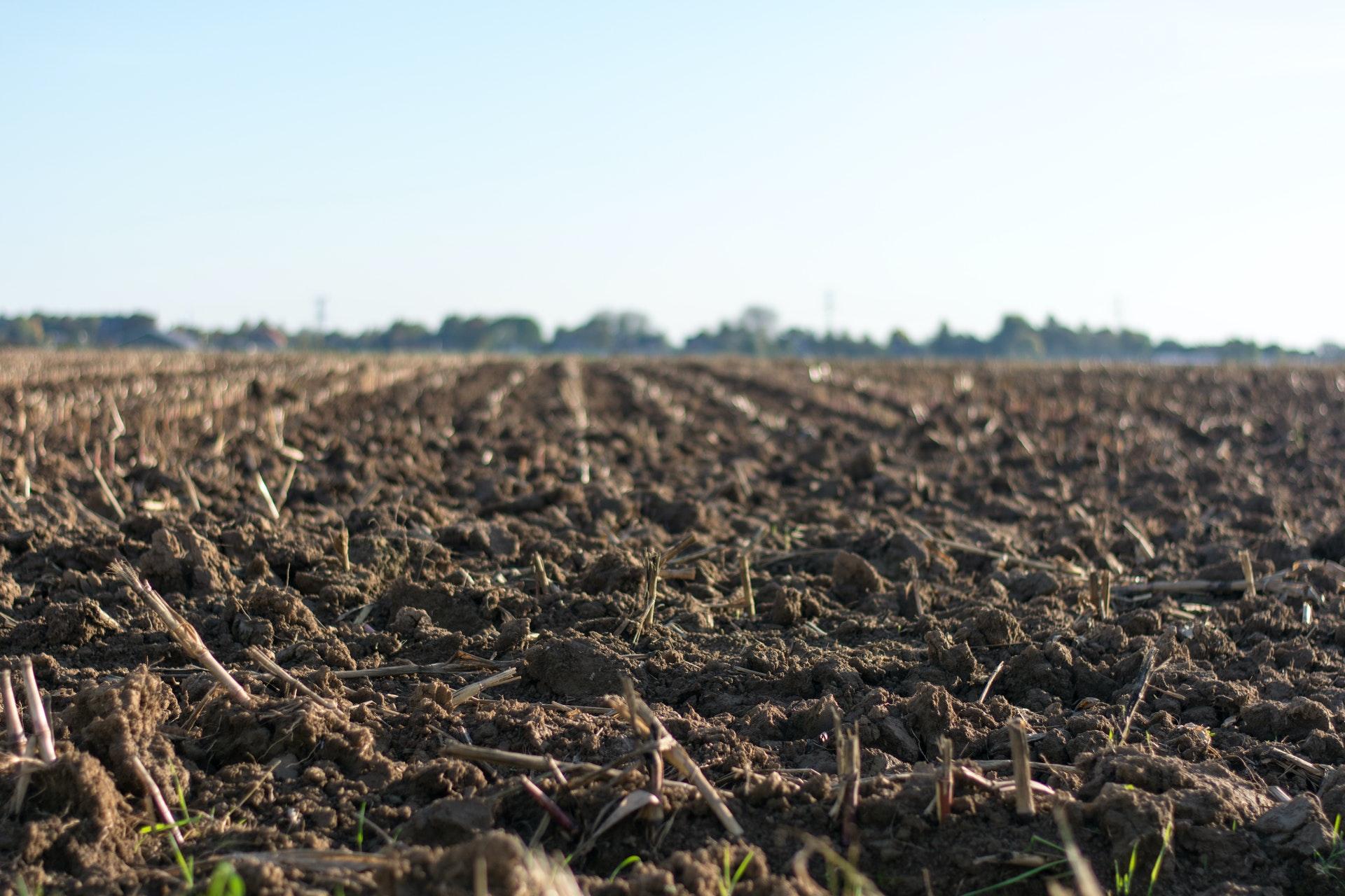 soil on ground eye level