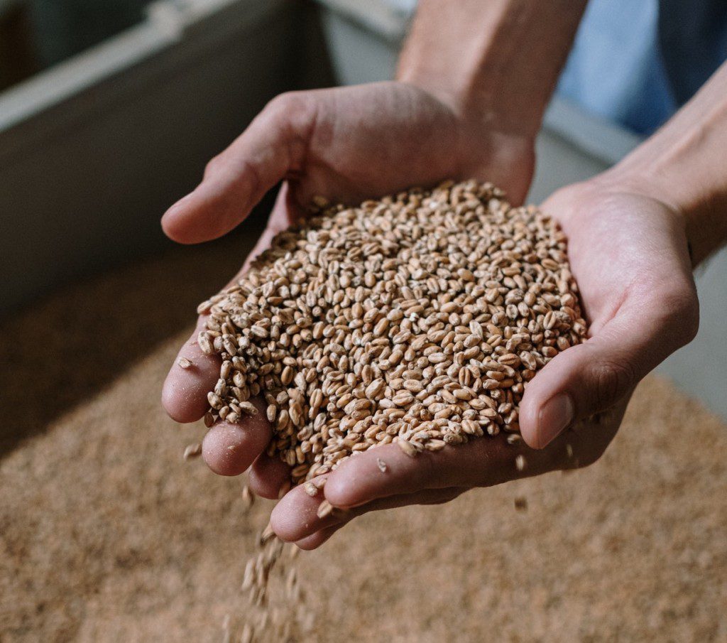 examples of fermentation