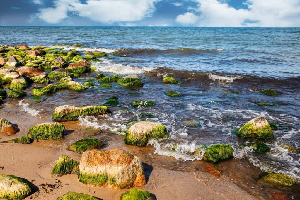 algae on rocks