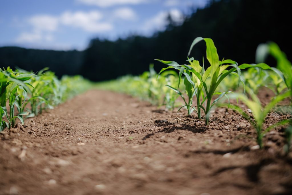 fertigation-and-nutrient-management