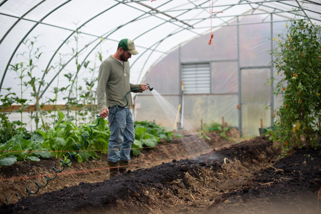 man watering plants