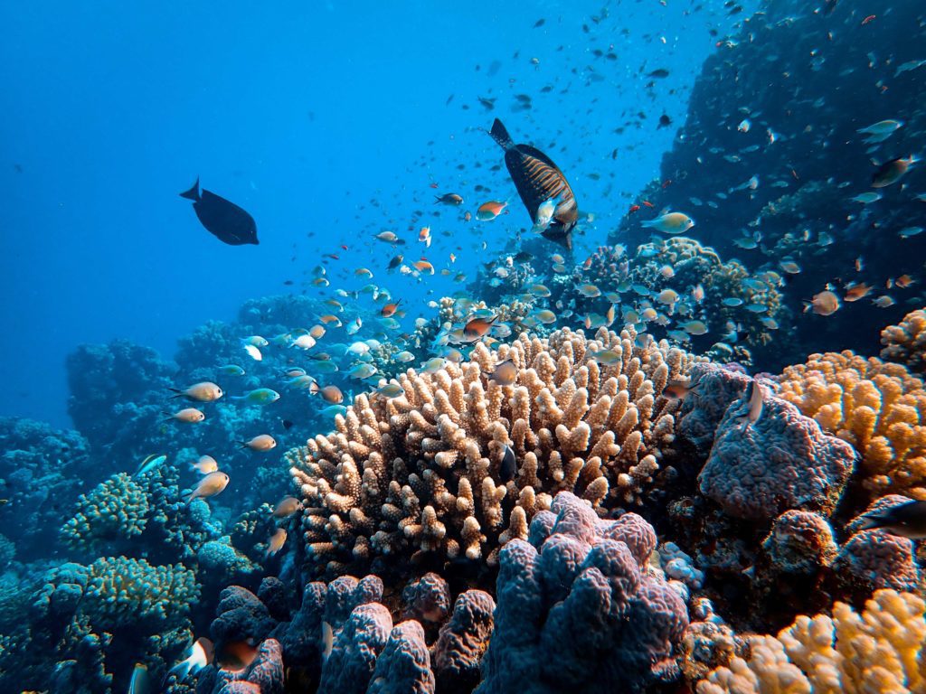 coral ecosystem