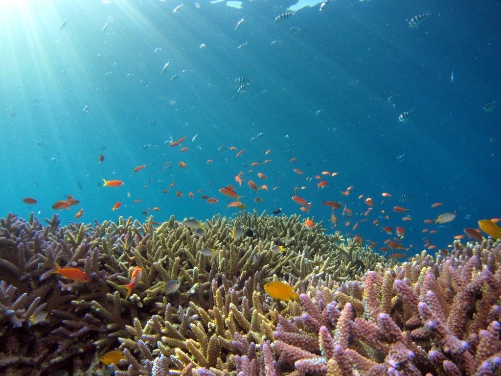 epa research coral reef