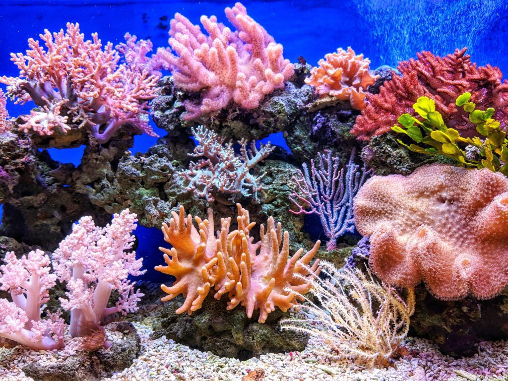 regulating ph coral reef