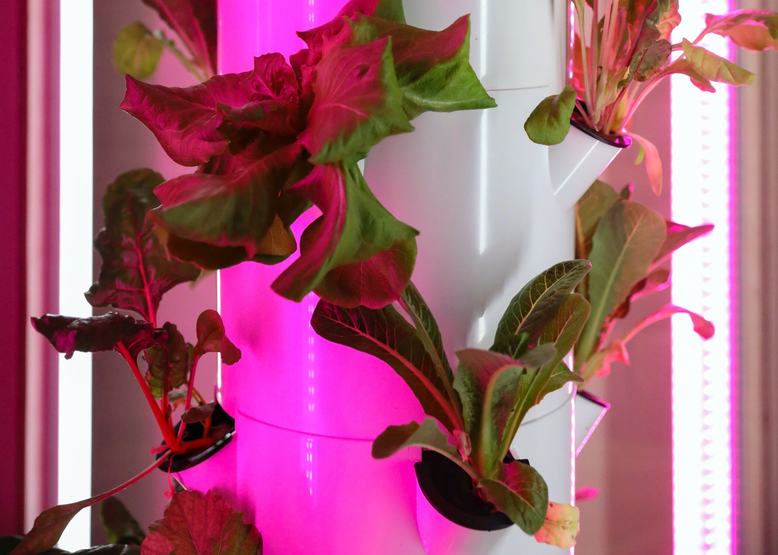 hydroponics system