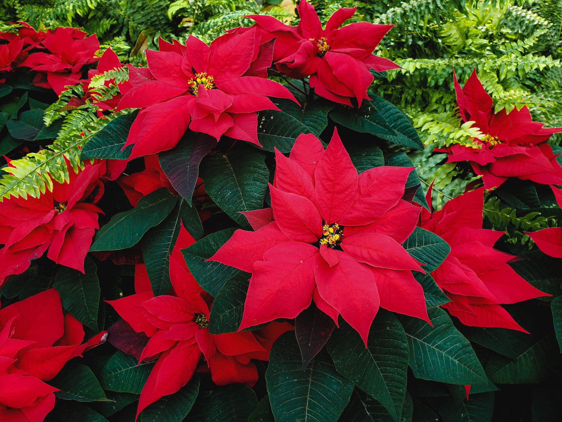 poinsettias