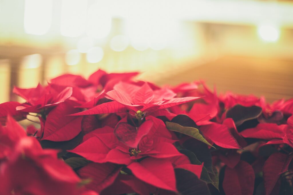 poinsettias growing