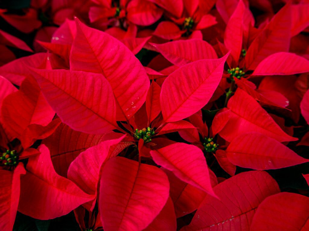 greenhouse poinsettias