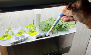 pH sensor for hydroponics