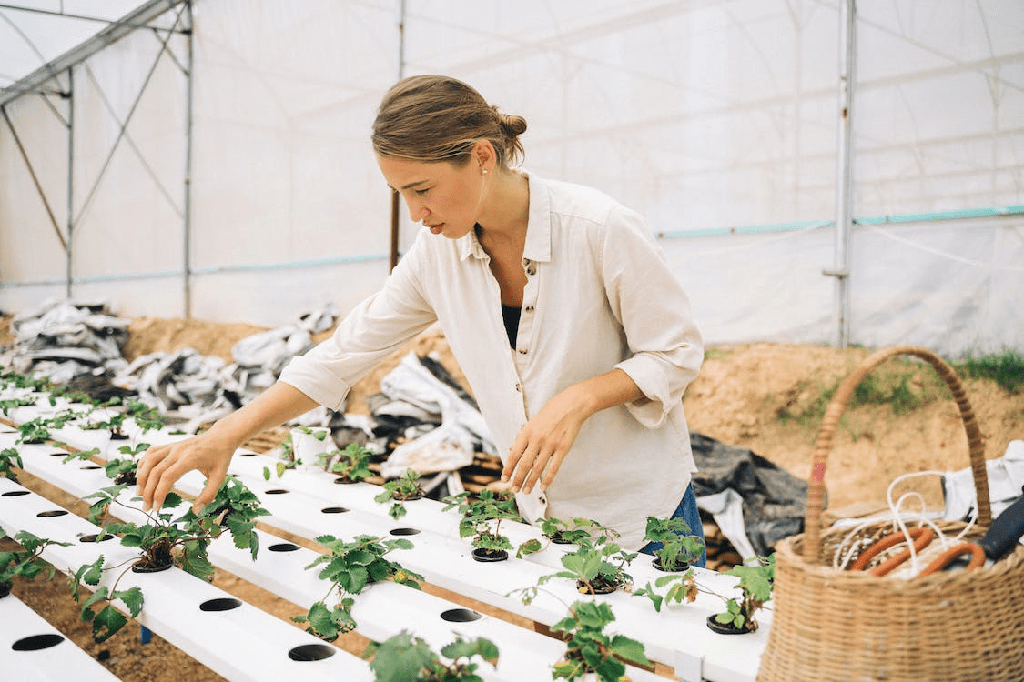 Small-scale hydroponics